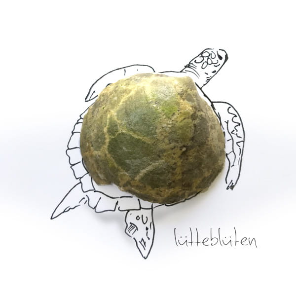 Muschel-Schildkröte